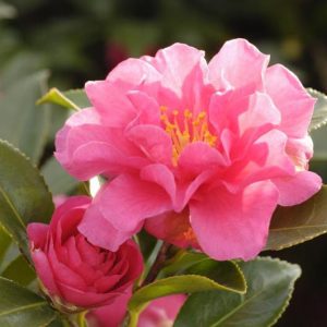 Camellia Sasanqua 'Shishigashira', Camellia 'Shishigashira', 'Shishigashira' Camellia, Camellia 'Lion's Head', Camellia 'Beni-Kantsubaki', Fall Blooming Camellias, Winter Blooming Camellias, Early Season Camellias, Pink Camellia, Red Camellia