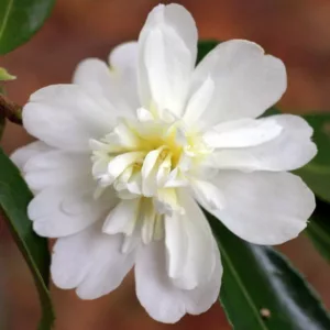 Camellia 'Snow Flurry','Snow Flurry' Camellia, Cold Hardy Camellias, Camellia Hybrids, Winter Series Camellias, White Camellias, Fall Camellias, Fall Blooming Camellias, Winter Blooming Camellias, Early season Camellias