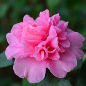 Camellia sasanqua 'Sparkling Burgundy', Camellia hiemalis 'Sparkling Burgundy',  'Sparkling Burgundy' Camellia, Fall Blooming Camellias, Winter Blooming Camellias, Early Season Camellias, Pink flowers, Pink Camellias, Early Season Camellias