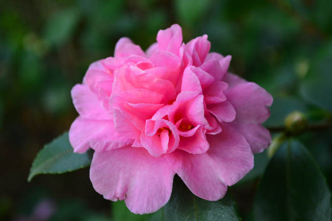 Camellia sasanqua 'Sparkling Burgundy', Camellia hiemalis 'Sparkling Burgundy',  'Sparkling Burgundy' Camellia, Fall Blooming Camellias, Winter Blooming Camellias, Early Season Camellias, Pink flowers, Pink Camellias, Early Season Camellias