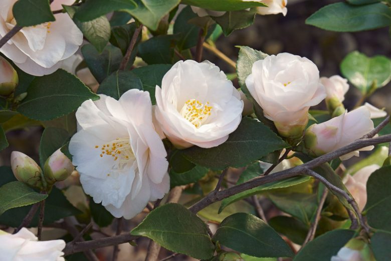 Camellia 'Spring Mist', 'Spring Mist' Camellia, Winter Blooming Camellias, Spring Blooming Camellias, Fragrant Camellias, Early to Mid Season Camellias, Pink flowers, Pink Camellias