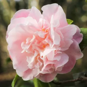 Camellia 'Sweet Emily Kate', 'Sweet Emily Kate' Camellia, Winter Blooming Camellias, Spring Blooming Camellias, Fragrant Camellias, Mid to Late Season Camellias, Pink flowers, Pink Camellias