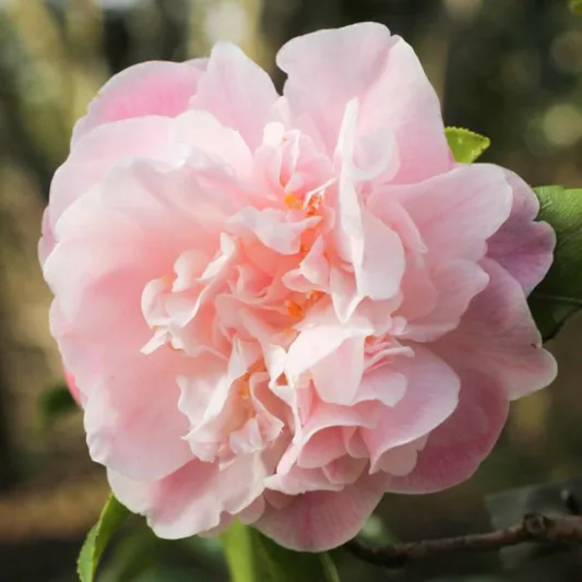 Camellia 'Sweet Emily Kate', 'Sweet Emily Kate' Camellia, Winter Blooming Camellias, Spring Blooming Camellias, Fragrant Camellias, Mid to Late Season Camellias, Pink flowers, Pink Camellias