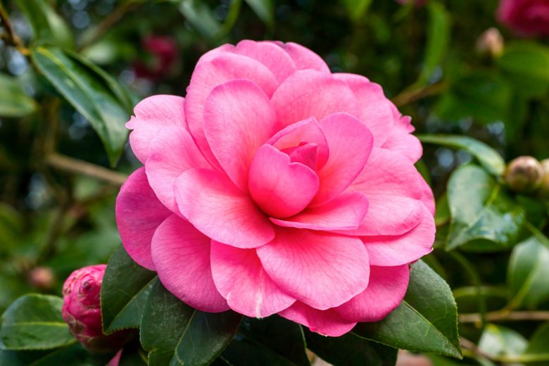 Camellia x Williamsii 'Water Lily', Camellia 'Water Lily', 'Water Lily' Camellia, Fall Blooming Camellias, Winter Blooming Camellias, Spring Blooming Camellias, Early to Late Season Camellias, Pink flowers, Pink Camellias
