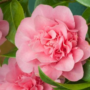 Camellia x Williamsii 'Debbie', Camellia 'Debbie', 'Debbie' Camellia, Camellia japonica 'Debbie', Winter Blooming Camellias, Spring Blooming Camellias, Mid Season Camellias, Pink flowers, Pink Camellias