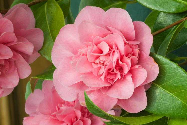 Camellia x Williamsii 'Debbie', Camellia 'Debbie', 'Debbie' Camellia, Camellia japonica 'Debbie', Winter Blooming Camellias, Spring Blooming Camellias, Mid Season Camellias, Pink flowers, Pink Camellias