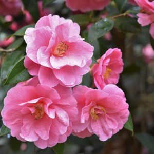Camellia x Williamsii 'Donation', Camellia 'Donation', 'Donation' Camellia, Winter Blooming Camellias, Spring Blooming Camellias, Mid Season Camellias, Pink flowers, Pink Camellias