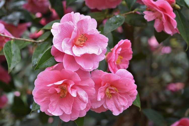 Camellia x Williamsii 'Donation', Camellia 'Donation', 'Donation' Camellia, Winter Blooming Camellias, Spring Blooming Camellias, Mid Season Camellias, Pink flowers, Pink Camellias