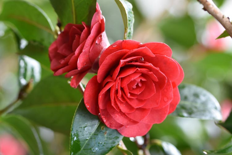 Camellia x Williamsii 'Les Jury', Camellia Les Jury, Les Jury Camellia, Camellia japonica 'Debbie', Spring Blooming Camellias, Late Season Camellias, Red flowers, Red Camellias