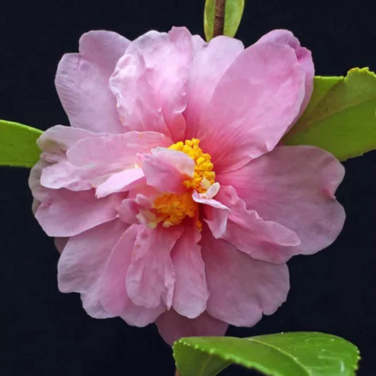 Camellia 'Winter's Charm','Winter's Charm' Camellia, Cold Hardy Camellias, Camellia Hybrids, Winter Series Camellias, Pink flowers, Fall Camellias, Fall Blooming Camellias, Winter Blooming Camellias, Early Season Camellias