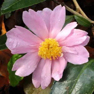 Camellia 'Winter's Rose','Winter's Rose' Camellia, Cold Hardy Camellias, Camellia Hybrids, Winter Series Camellias, Pink flowers, Fall Camellias, Fall Blooming Camellias, Winter Blooming Camellias, Early Season Camellias