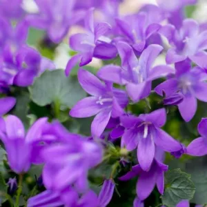 Campanula 'Birch Hybrid', 'Birch Hybrid' Bellflower, Violet flowers, Purple flowers, Lavender flowers, groundcover