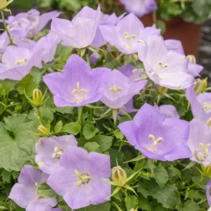 Campanula carpatica 'Deep Blue Clips', Carpathian Bellflower 'Deep Blue Clips', Tussock Bellflower 'Deep Blue Clips',  Carpathian Harebell 'Deep Blue Clips', Blue flowers, Lavender flowers