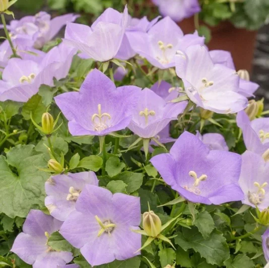 Campanula carpatica 'Deep Blue Clips', Carpathian Bellflower 'Deep Blue Clips', Tussock Bellflower 'Deep Blue Clips',  Carpathian Harebell 'Deep Blue Clips', Blue flowers, Lavender flowers