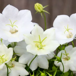 Campanula carpatica 'White Clips', Carpathian Bellflower 'White Clips', Tussock Bellflower 'White Clips',  Carpathian Harebell 'White Clips', Campanula carpatica 'Weisse Clips' , White flowers