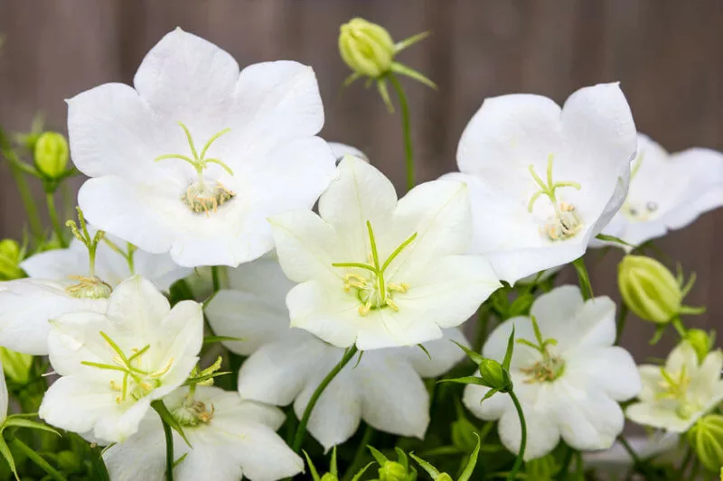 Campanula carpatica 'White Clips', Carpathian Bellflower 'White Clips', Tussock Bellflower 'White Clips',  Carpathian Harebell 'White Clips', Campanula carpatica 'Weisse Clips' , White flowers
