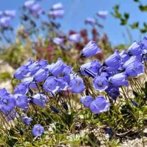 Campanula cochlearifolia, Fairy's Thimble, Earleaf Bellflower, Dwarf Bellflower, Fairies' Thimbles, Campanula bellardii, Campanula pusilla, Violet flowers, Purple flowers, Lavender flowers, groundcover, rock garden