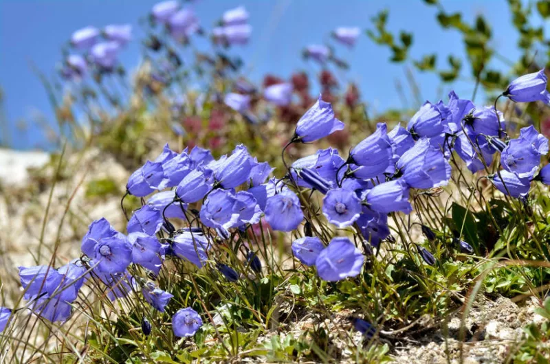 Campanula cochlearifolia, Fairy's Thimble, Earleaf Bellflower, Dwarf Bellflower, Fairies' Thimbles, Campanula bellardii, Campanula pusilla, Violet flowers, Purple flowers, Lavender flowers, groundcover, rock garden