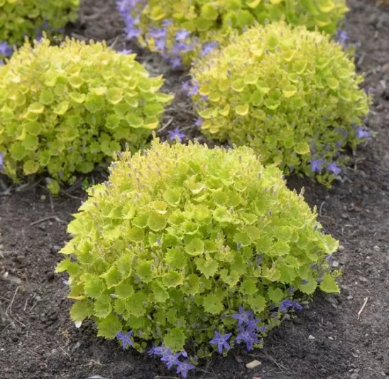 Campanula garganica 'Dickson's Gold', Adriatic Bellflower, Campanula garganica 'Aurea', Violet flowers, Purple flowers, Lavender flowers, groundcover