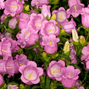 Campanula medium 'Champion Pink', Canterbury Bells 'Champion Pink', Cup and Saucer 'Champion Pink', Coventry Bells 'Champion Pink', Pink flowers