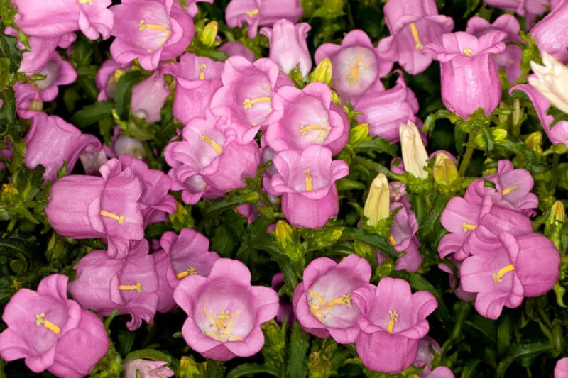 Campanula medium 'Champion Pink', Canterbury Bells 'Champion Pink', Cup and Saucer 'Champion Pink', Coventry Bells 'Champion Pink', Pink flowers