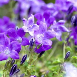 Campanula portenschlagiana, Dalmatian Bellflower, Wall Bellflower,  Adria Bellflower, Campanula muralis, Violet flowers, Purple flowers, Lavender flowers, groundcover