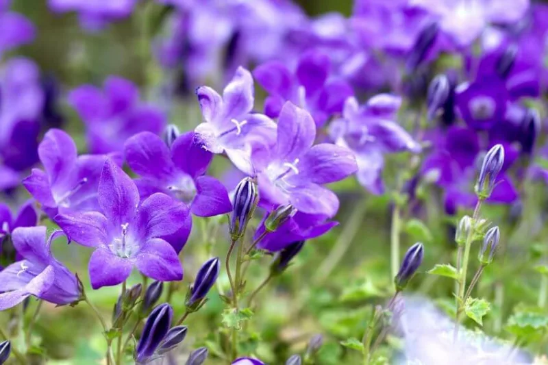Campanula portenschlagiana, Dalmatian Bellflower, Wall Bellflower,  Adria Bellflower, Campanula muralis, Violet flowers, Purple flowers, Lavender flowers, groundcover