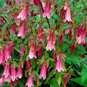Campanula punctata 'Cherry Bells', Spotted Bellflower 'Cherry Bells', Long-Flowered Harebell ''Cherry Bells', 'Cherry Bells Bellflower, Campanula punctata f. rubriflora 'Cherry Bells', Pink flowers, Pink Campanula, Pink Bellflower