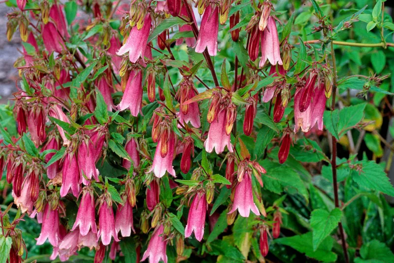 Campanula punctata 'Cherry Bells', Spotted Bellflower 'Cherry Bells', Long-Flowered Harebell ''Cherry Bells', 'Cherry Bells Bellflower, Campanula punctata f. rubriflora 'Cherry Bells', Pink flowers, Pink Campanula, Pink Bellflower