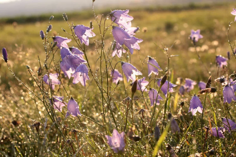 Campanula rotundifolia, Bluebell, Common Harebell, Blawort, Cuckoo Shoe, Heath Bells, Lady's Thimble, Old Man's Bell, Olympia Bellflower, Scotch Bluebell, Scottish Bluebell, Violet flowers, Purple flowers, Lavender flowers, groundcover