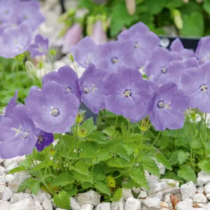 Campanula carpatica var. turbinata 'Foerster', Carpathian Bellflower 'Foerster', Tussock Bellflower 'Foerster',  Carpathian Harebell 'Foerster', Blue flowers, Lavender flowers