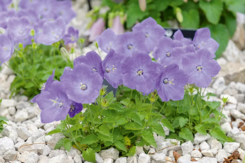 Campanula carpatica var. turbinata 'Foerster', Carpathian Bellflower 'Foerster', Tussock Bellflower 'Foerster',  Carpathian Harebell 'Foerster', Blue flowers, Lavender flowers