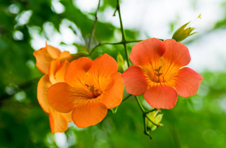 Campsis Grandiflora, Chinese Trumpet Creeper, Orange Vines, Mediterranean Vines, Orange Flowers