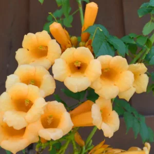Campsis Radicans F. Flava, Trumpet Vine, Yellow Trumpet Vine, Campsis radicans 'Yellow Trumpet', Yellow Vines, Mediterranean Vines, Yellow Flowers