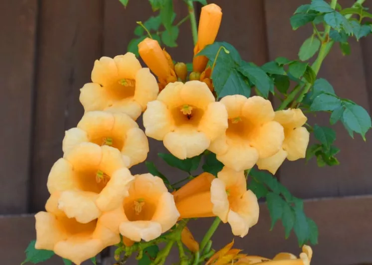 Campsis Radicans F. Flava, Trumpet Vine, Yellow Trumpet Vine, Campsis radicans 'Yellow Trumpet', Yellow Vines, Mediterranean Vines, Yellow Flowers