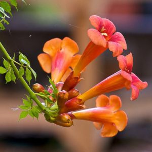 Campsis Radicans,  Trumpet Vine, Trumpet Climber, Trumpet Creeper, Trumpet Honeysuckle, Virginian Trumpet Flower, Orange Vines, Mediterranean Vines, Orange Flowers