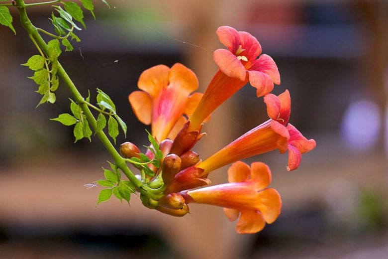 Campsis Radicans,  Trumpet Vine, Trumpet Climber, Trumpet Creeper, Trumpet Honeysuckle, Virginian Trumpet Flower, Orange Vines, Mediterranean Vines, Orange Flowers