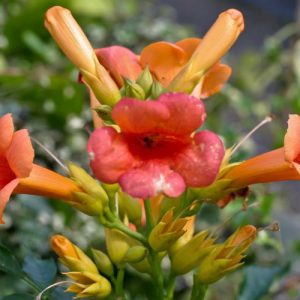 Campsis × Tagliabuana 'Indian Summer' (Trumpet Vine),Trumpet Creeper 'Indian Summer', Trumpet Vine 'Indian Summer', Orange Vines, Mediterranean Vines, Orange Flowers, Campsis radicans 'Indian Summer'