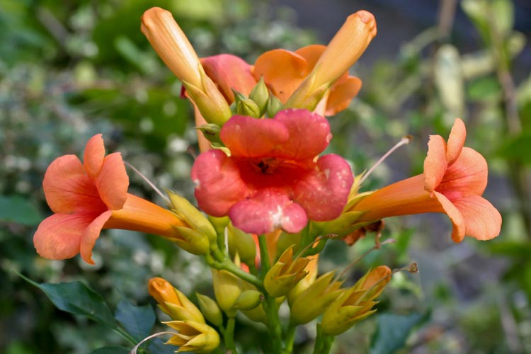 Campsis × Tagliabuana 'Indian Summer' (Trumpet Vine),Trumpet Creeper 'Indian Summer', Trumpet Vine 'Indian Summer', Orange Vines, Mediterranean Vines, Orange Flowers, Campsis radicans 'Indian Summer'