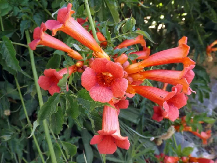 Campsis × Tagliabuana 'Madame Galen' (Trumpet Vine),Trumpet Creeper 'Madame Galen', Trumpet Vine 'Madame Galen', Orange Vines, Mediterranean Vines, Orange Flowers
