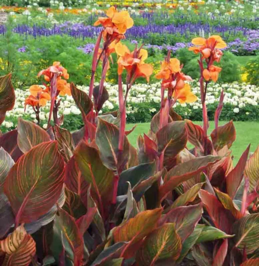 Canna Indica 'Purpurea', Indian Shot 'Purpurea', Cana Lily Wyoming, Canna Lily bulbs, Canna lilies, Orange Canna Lilies, Purple Leaves