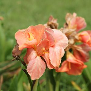 Canna 'Madame Butterfly', Indian Shot 'Madame Butterfly', Cana Lily Madame Butterfly, Canna Lily bulbs, Canna lilies, Pink Canna Lilies, Pink Flowers, Salmon Canna Lilies, Salmon Flowers