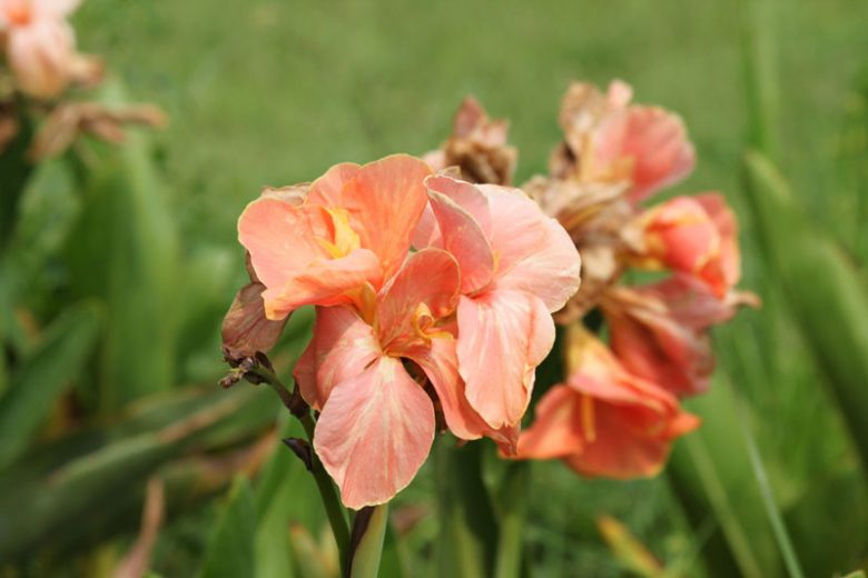 Canna 'Madame Butterfly', Indian Shot 'Madame Butterfly', Cana Lily Madame Butterfly, Canna Lily bulbs, Canna lilies, Pink Canna Lilies, Pink Flowers, Salmon Canna Lilies, Salmon Flowers