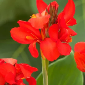 Canna 'Toucan Dark Orange', Indian Shot 'Toucan Dark Orange', Cana Lily 'Toucan Dark Orange, Canna Lily Canna lilies, Orange Canna Lilies, Red Canna Lilies