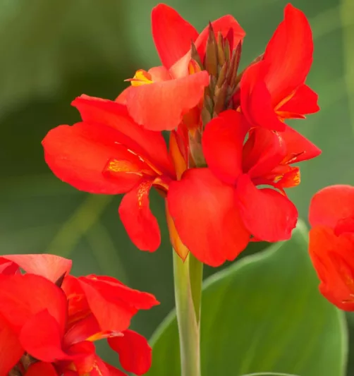 Canna 'Toucan Dark Orange', Indian Shot 'Toucan Dark Orange', Cana Lily 'Toucan Dark Orange, Canna Lily Canna lilies, Orange Canna Lilies, Red Canna Lilies