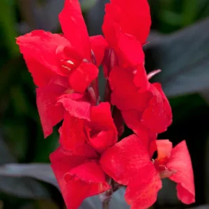 Canna 'Toucan Scarlet', Indian Shot 'Toucan Scarlet', Cana Lily 'Toucan Scarlet, Canna Lily Canna lilies, Red Canna Lilies, Red Canna Lilies
