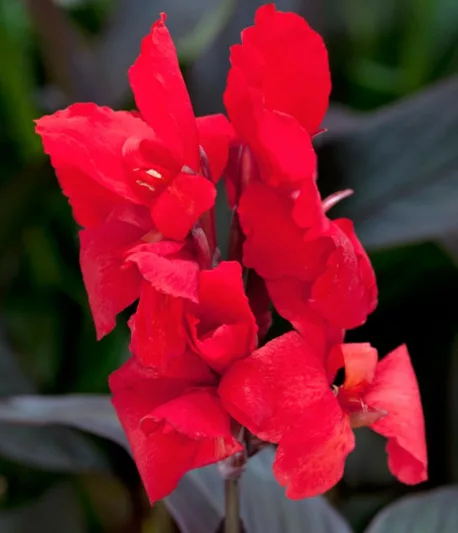 Canna 'Toucan Scarlet', Indian Shot 'Toucan Scarlet', Cana Lily 'Toucan Scarlet, Canna Lily Canna lilies, Red Canna Lilies, Red Canna Lilies