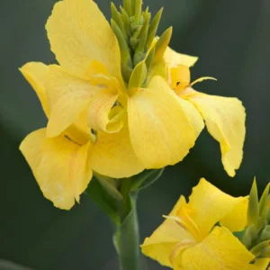 Canna 'Toucan Yellow', Indian Shot 'Toucan Yellow', Cana Lily 'Toucan Yellow, Canna Lily Canna lilies, Yellow Canna Lilies, Yellow Flowers