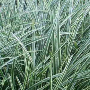 Carex 'Ice Dance', Japanese Sedge 'Ice Dance', Morrow's Sedge 'Ice Dance', Carex morrowii 'Ice Dance', Variegated Sedge, Ornamental grasses,