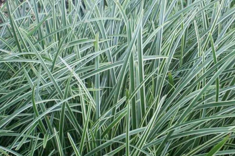 Carex 'Ice Dance', Japanese Sedge 'Ice Dance', Morrow's Sedge 'Ice Dance', Carex morrowii 'Ice Dance', Variegated Sedge, Ornamental grasses,